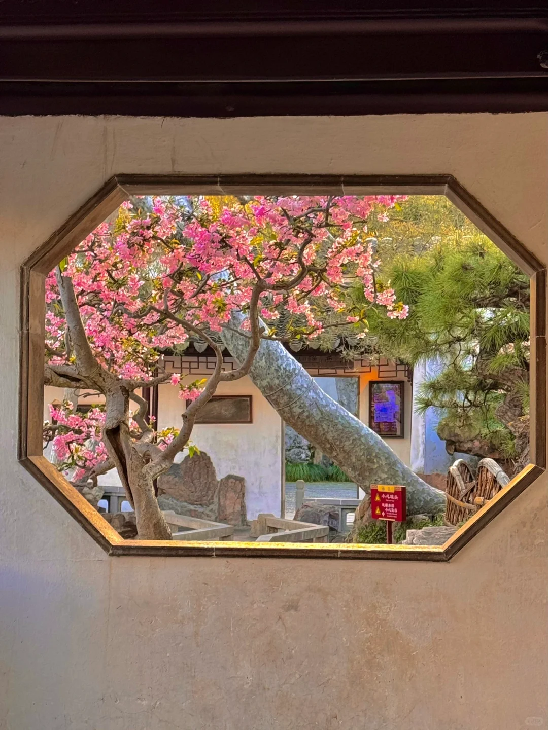 接下来的苏州❗️堪称国内春日旅行天花板