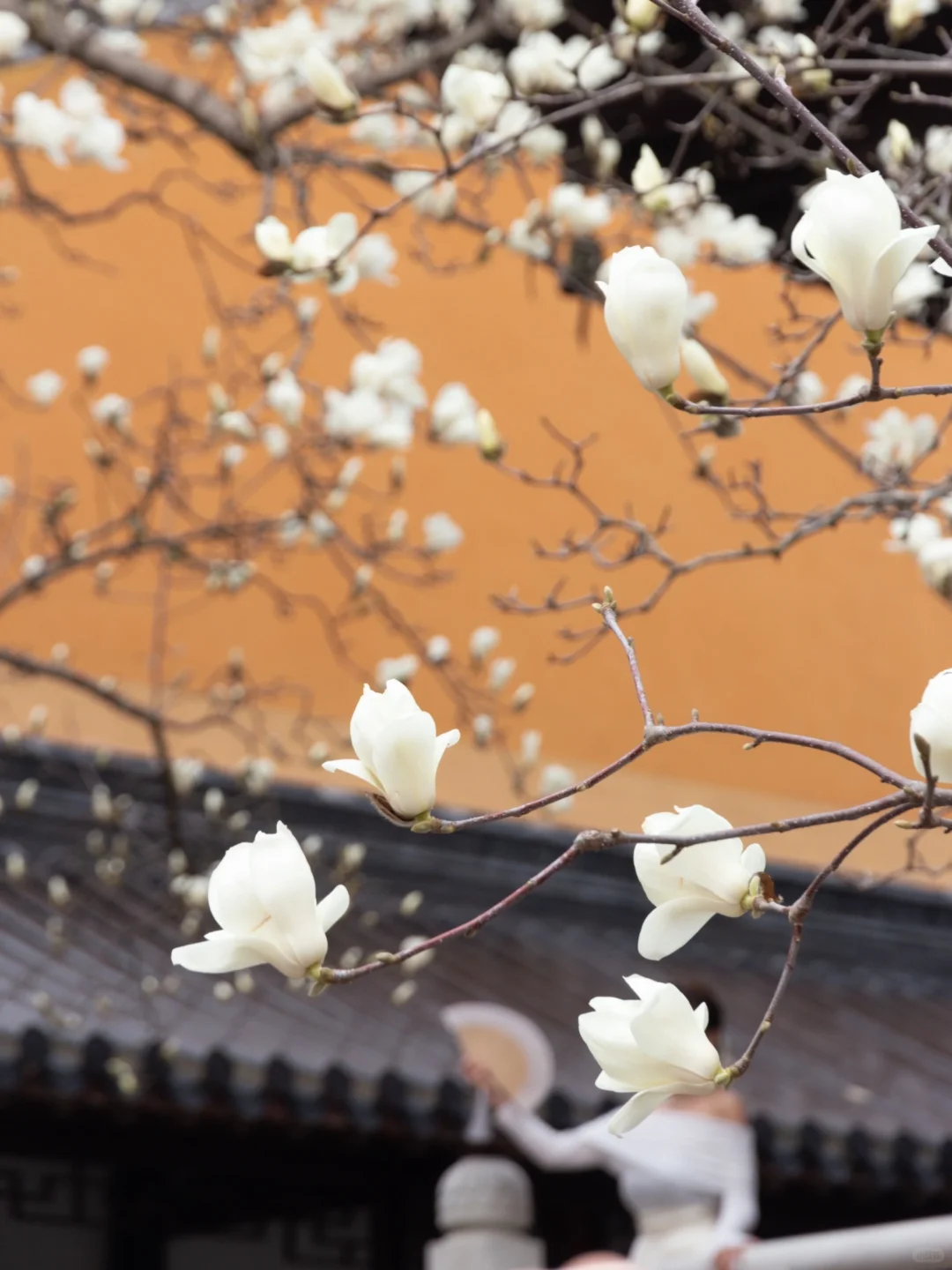 为了这一树“白玉”，去了一趟南京❗️