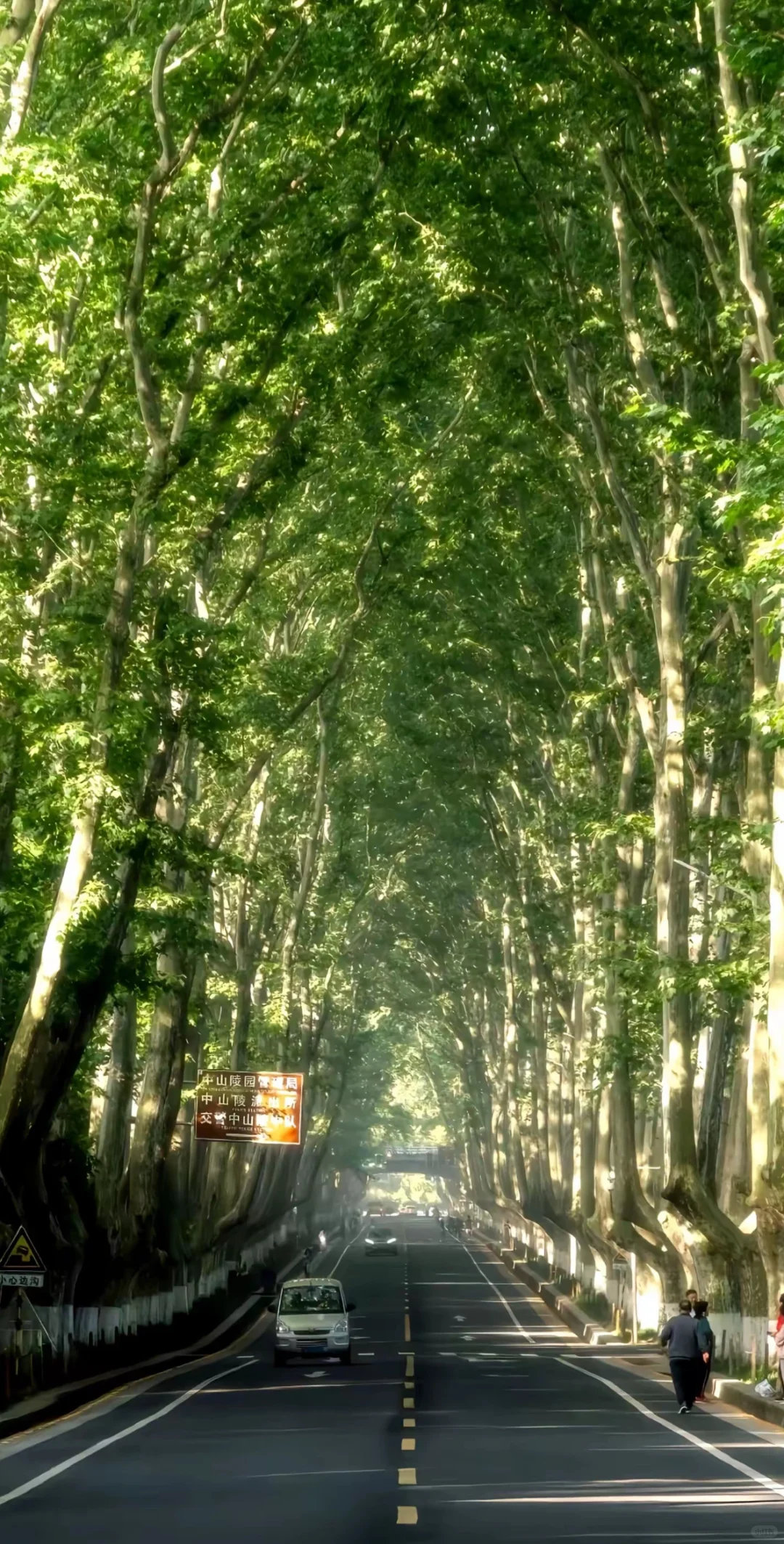 不是京都!是南京🍃美到失语🥹