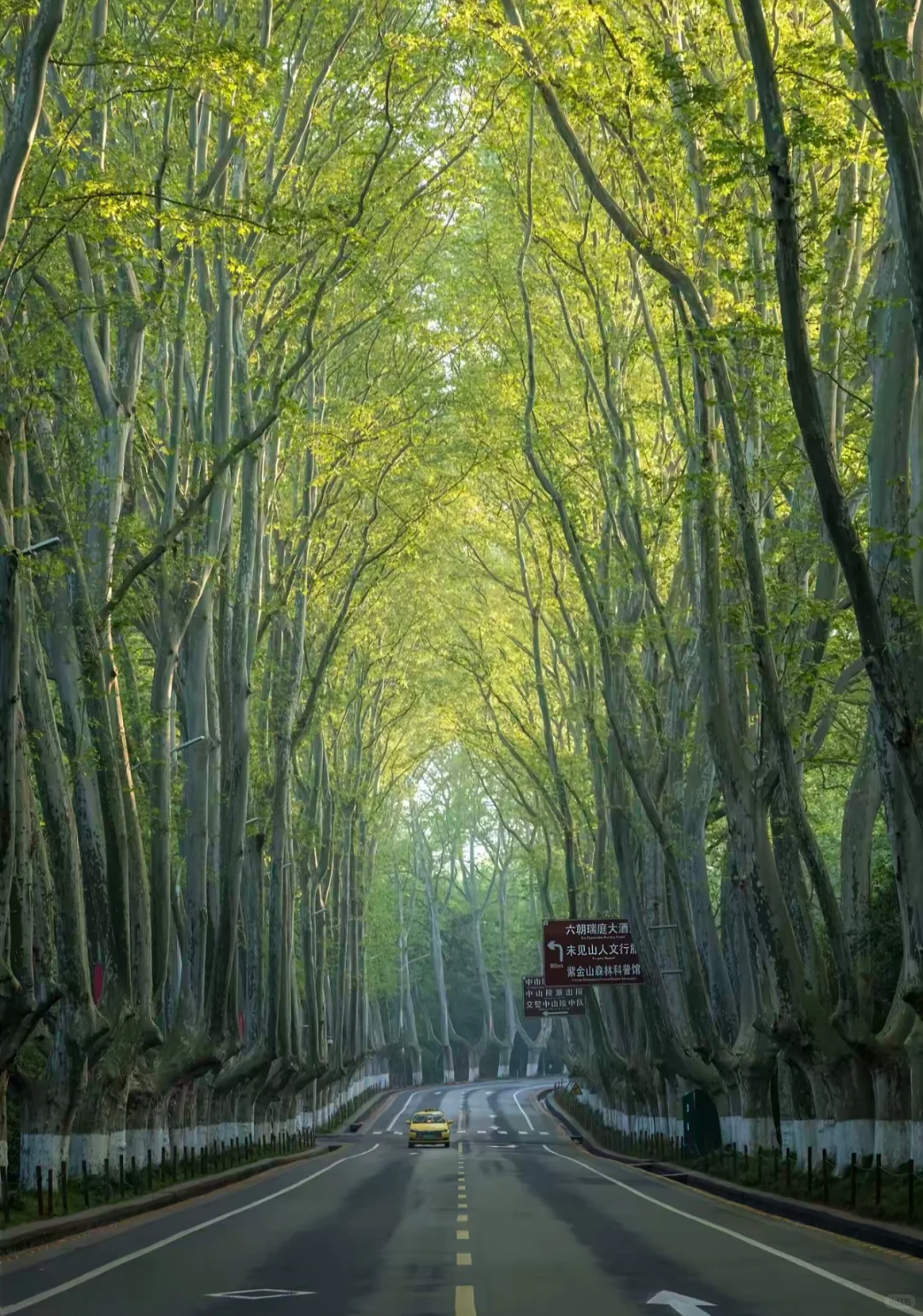 不是京都!是南京🍃美到失语🥹