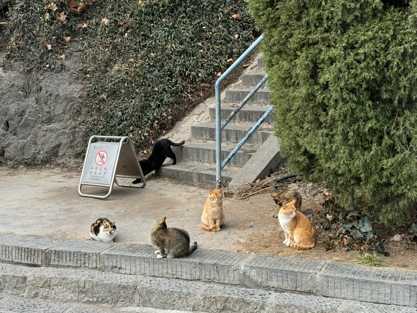 洛阳3日游：在这座韵味悠长的古城走走停停
