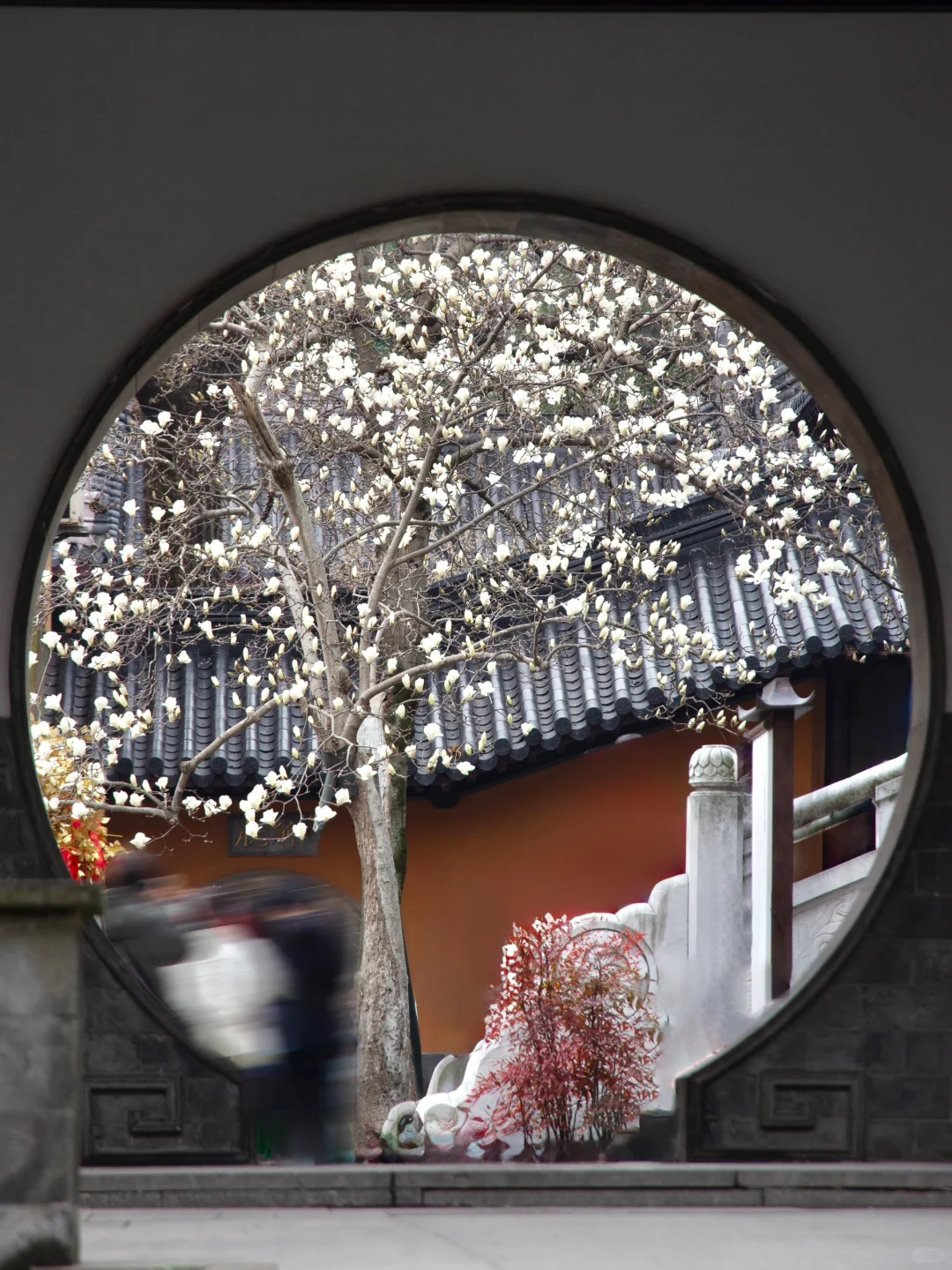 为了这一树“白玉”，去了一趟南京❗️