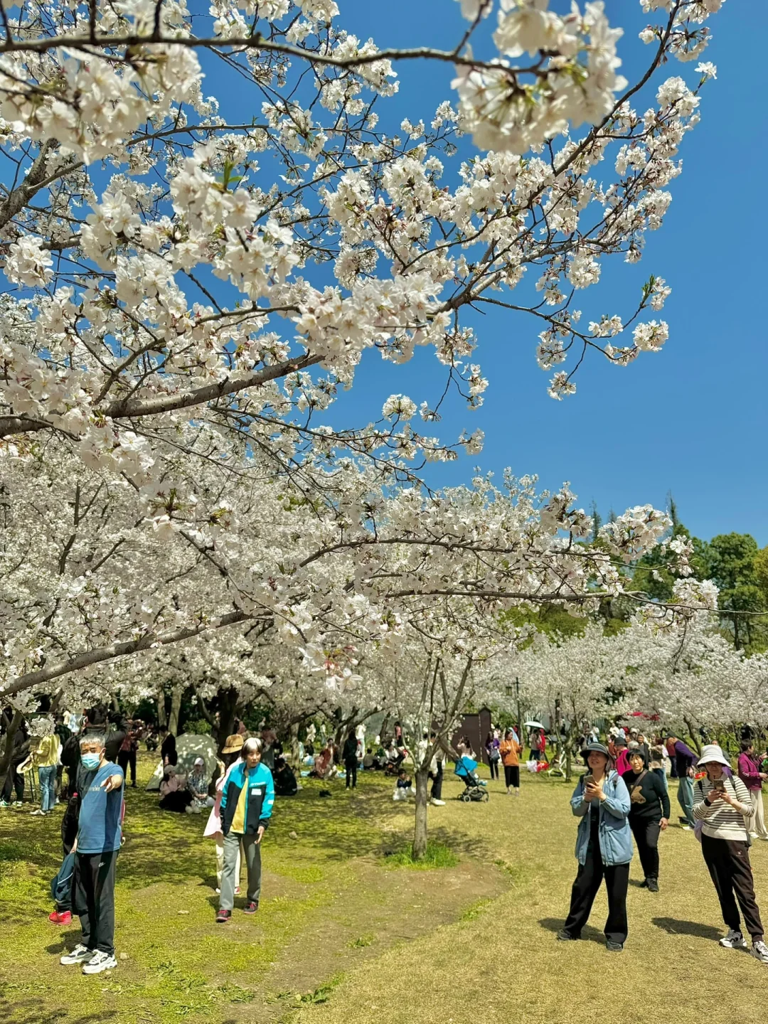 接下来的苏州❗️堪称国内春日旅行天花板