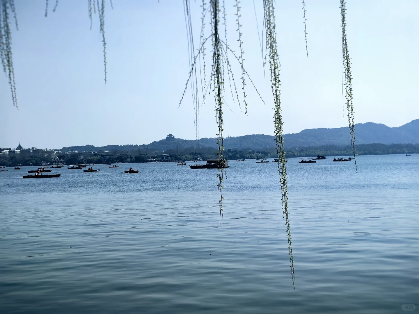 西湖好多鸳鸯哦