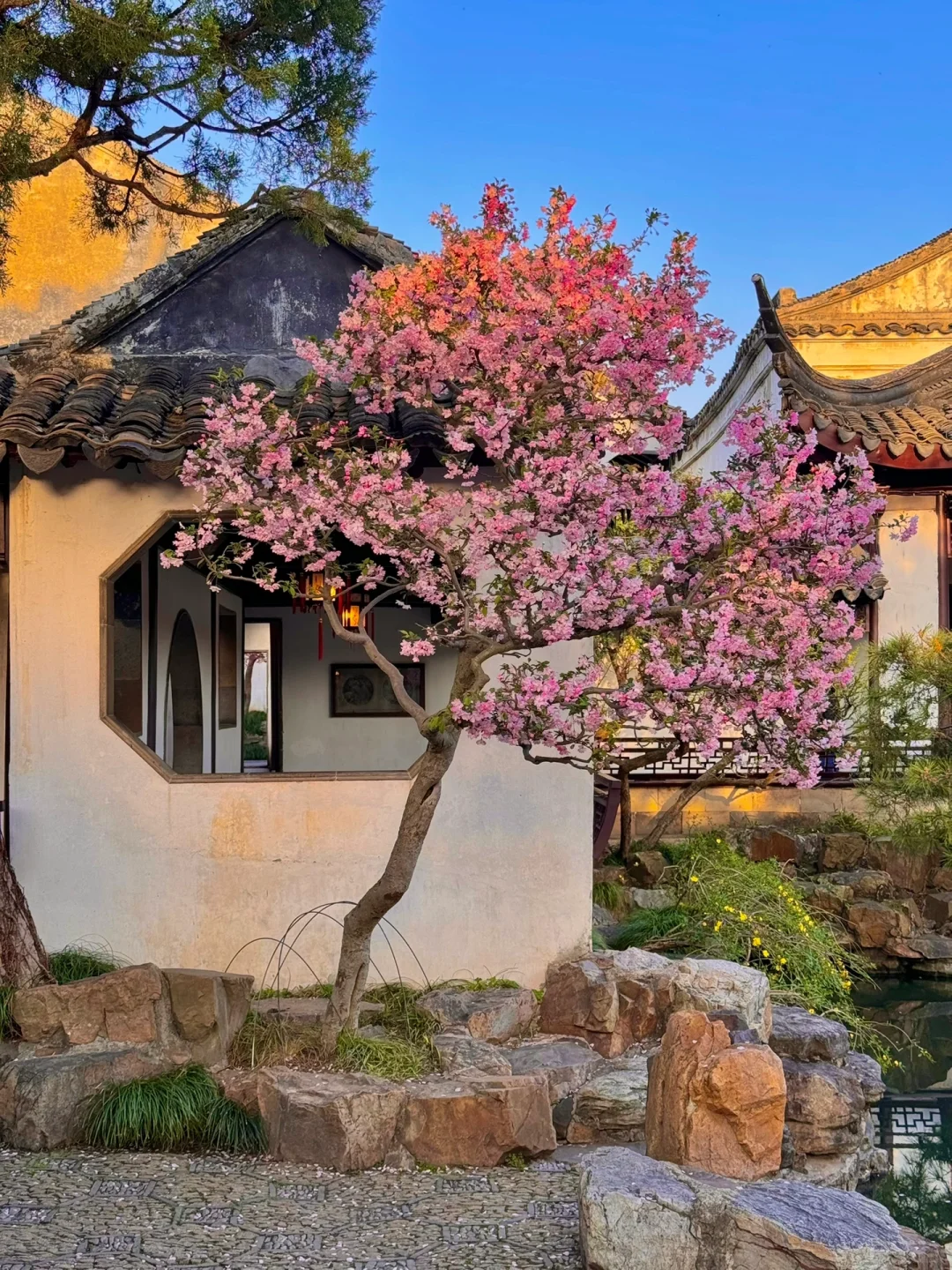 接下来的苏州❗️堪称国内春日旅行天花板