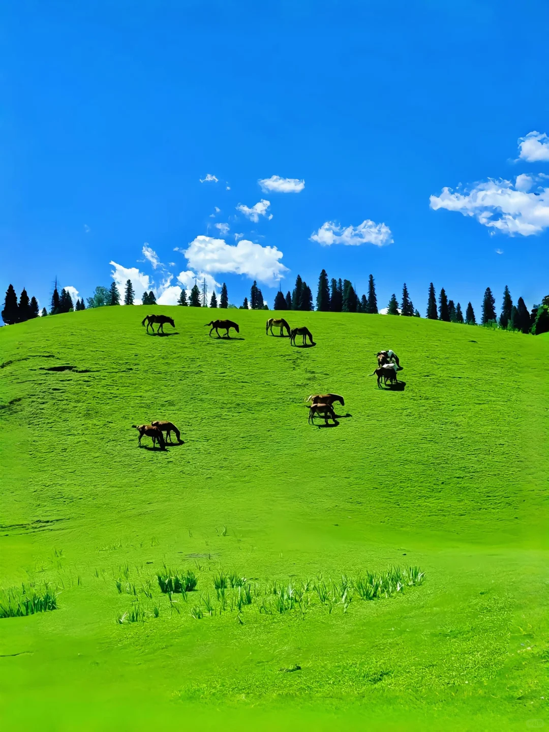 夏天的川西直接封神！！！