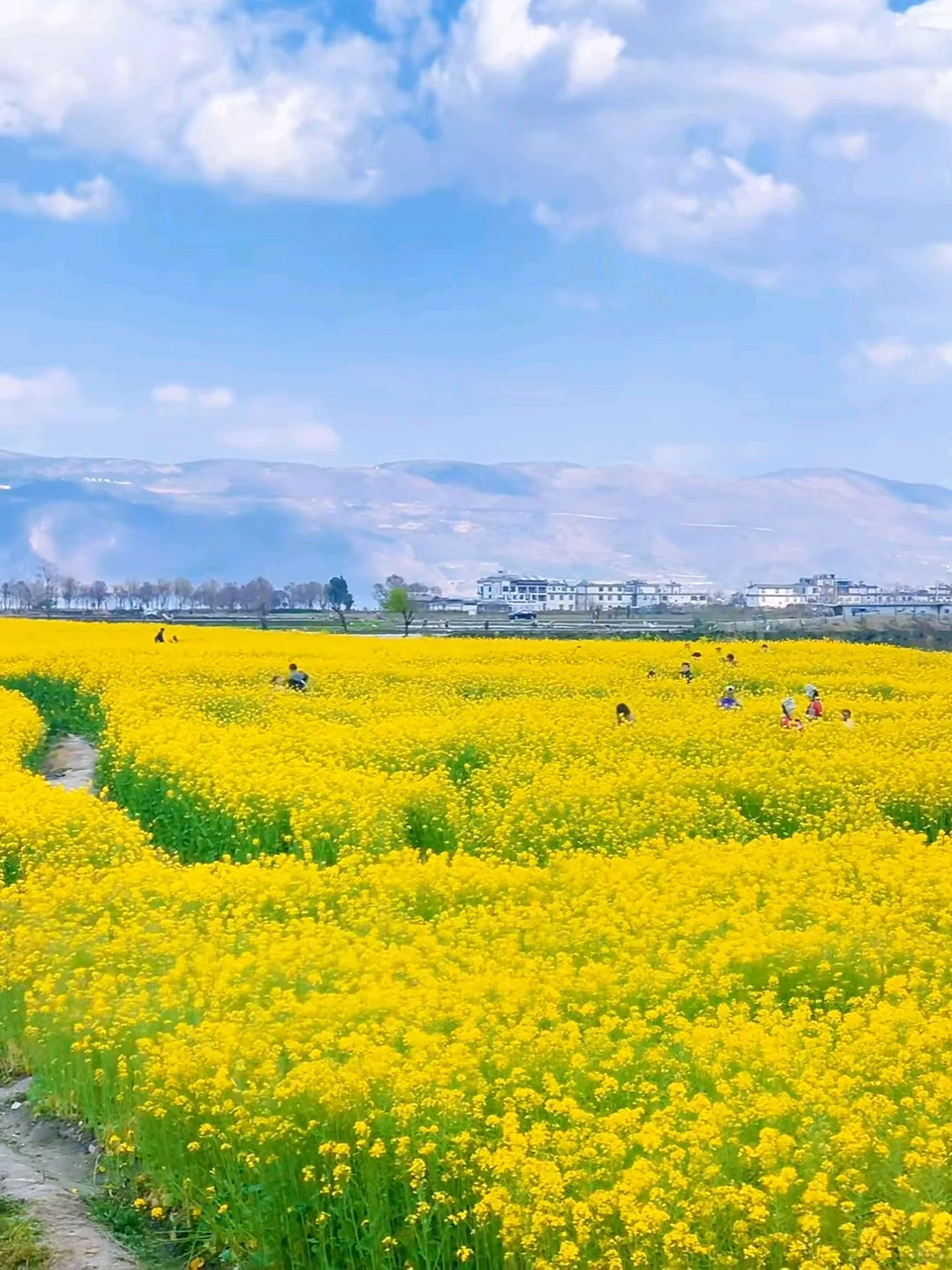🌸 3月旅行必去！大理春日限定！