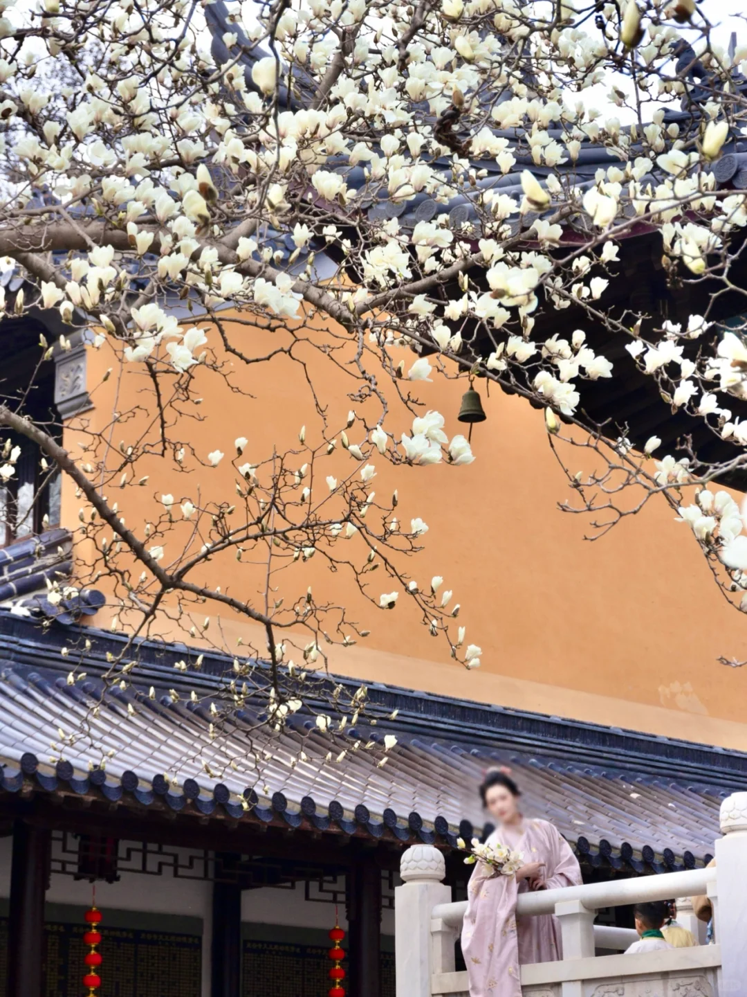 为了这一树“白玉”，去了一趟南京❗️