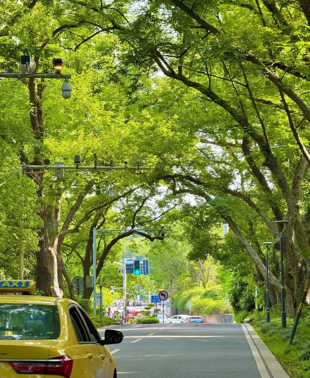 不是京都!是南京🍃美到失语🥹