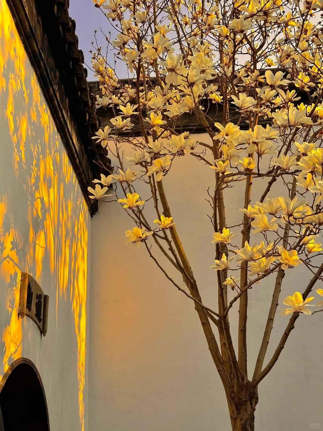 接下来的苏州❗️堪称国内春日旅行天花板