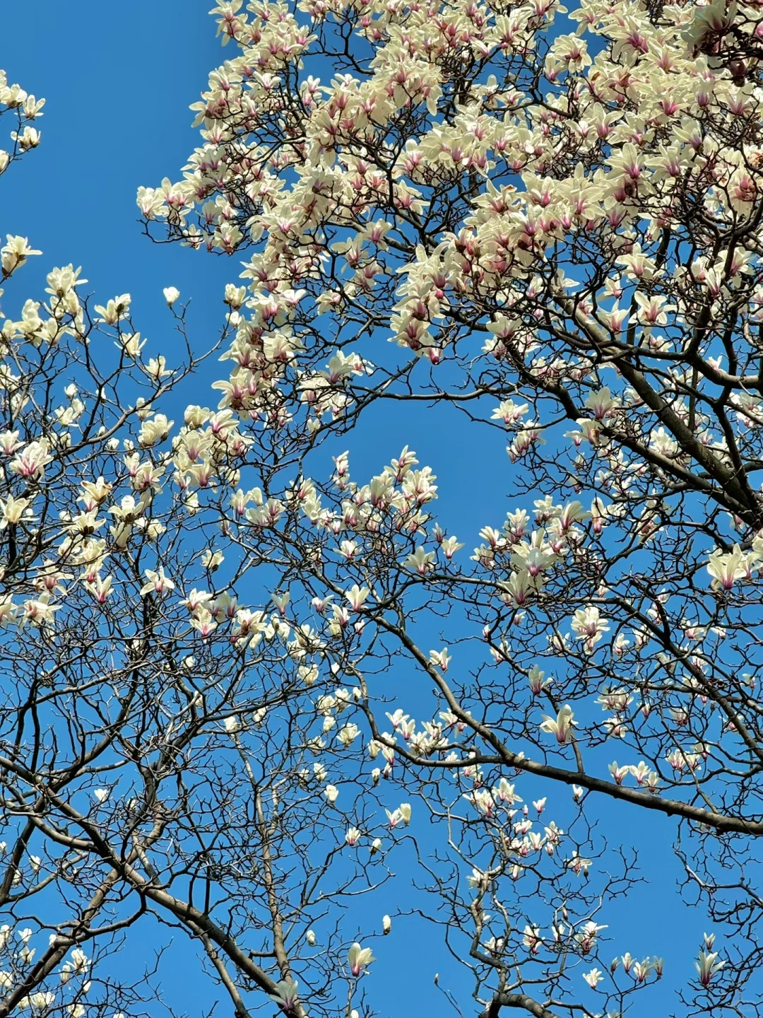 接下来的苏州❗️堪称国内春日旅行天花板