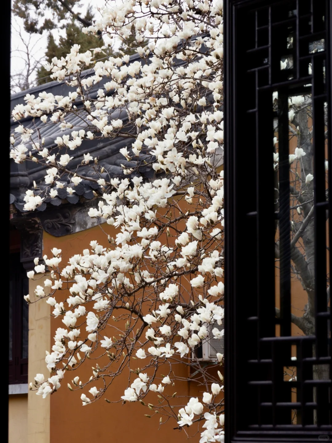 为了这一树“白玉”，去了一趟南京❗️