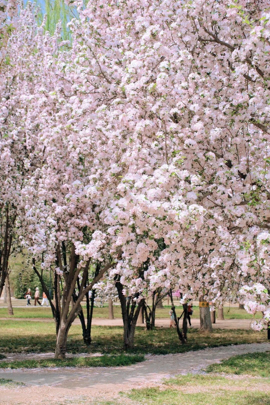 总要去趟北京吧✨ 赴一场和首都的约会
