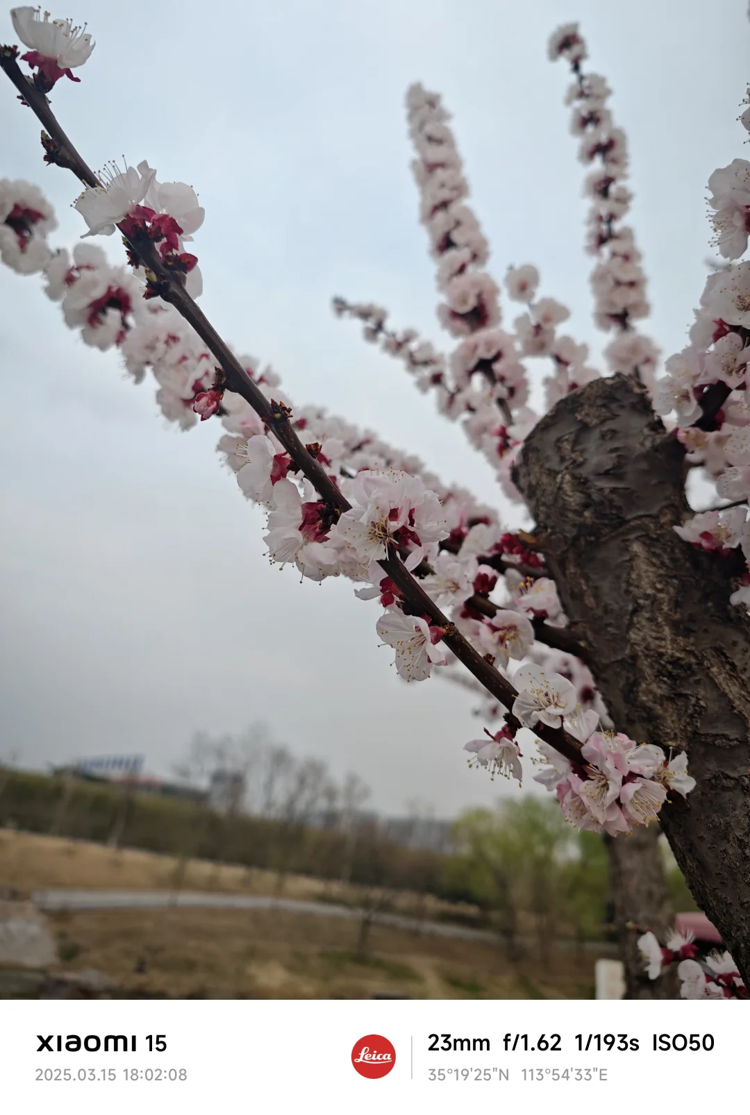 兴安盟的春天有它也会很美🌸