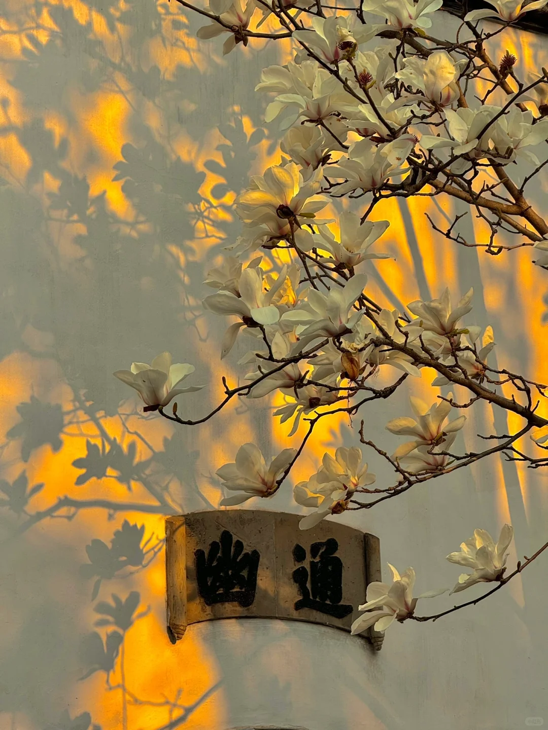 接下来的苏州❗️堪称国内春日旅行天花板