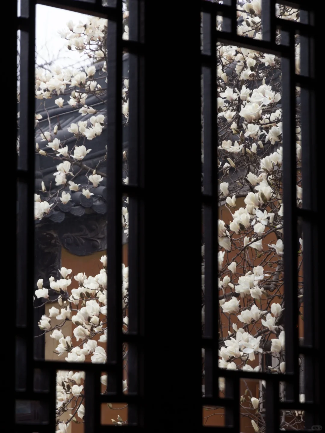 为了这一树“白玉”，去了一趟南京❗️