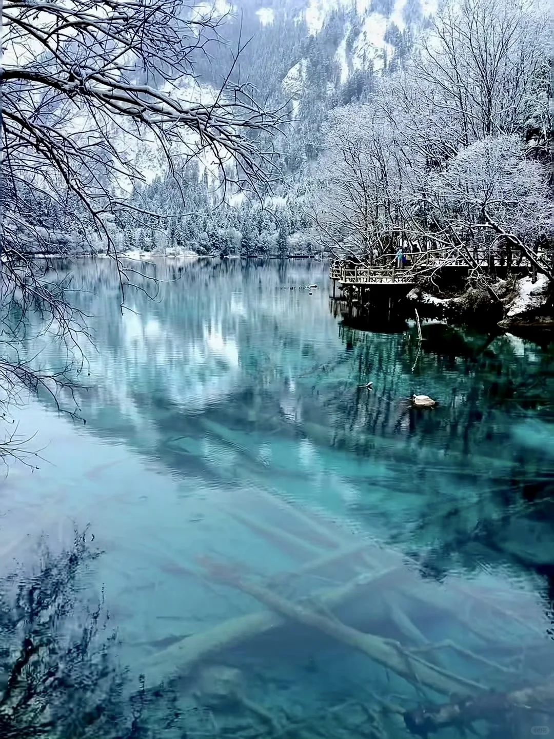 3.14📍九寨沟已回，live实况直出，劝退不了