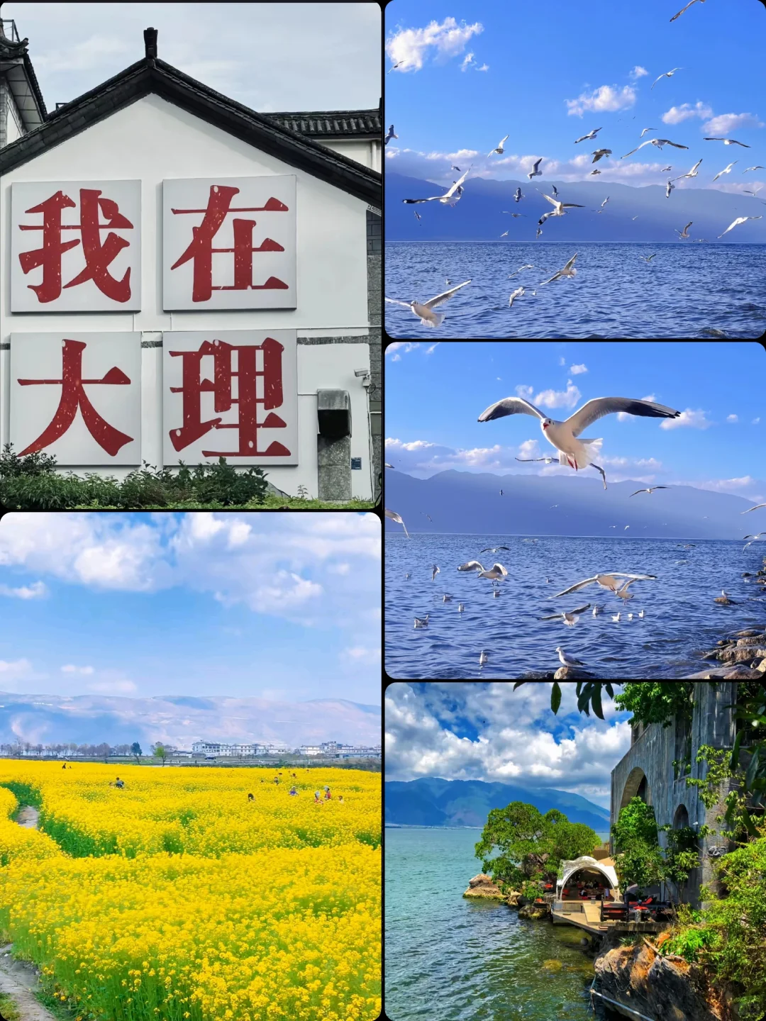 🌸 3月旅行必去！大理春日限定！