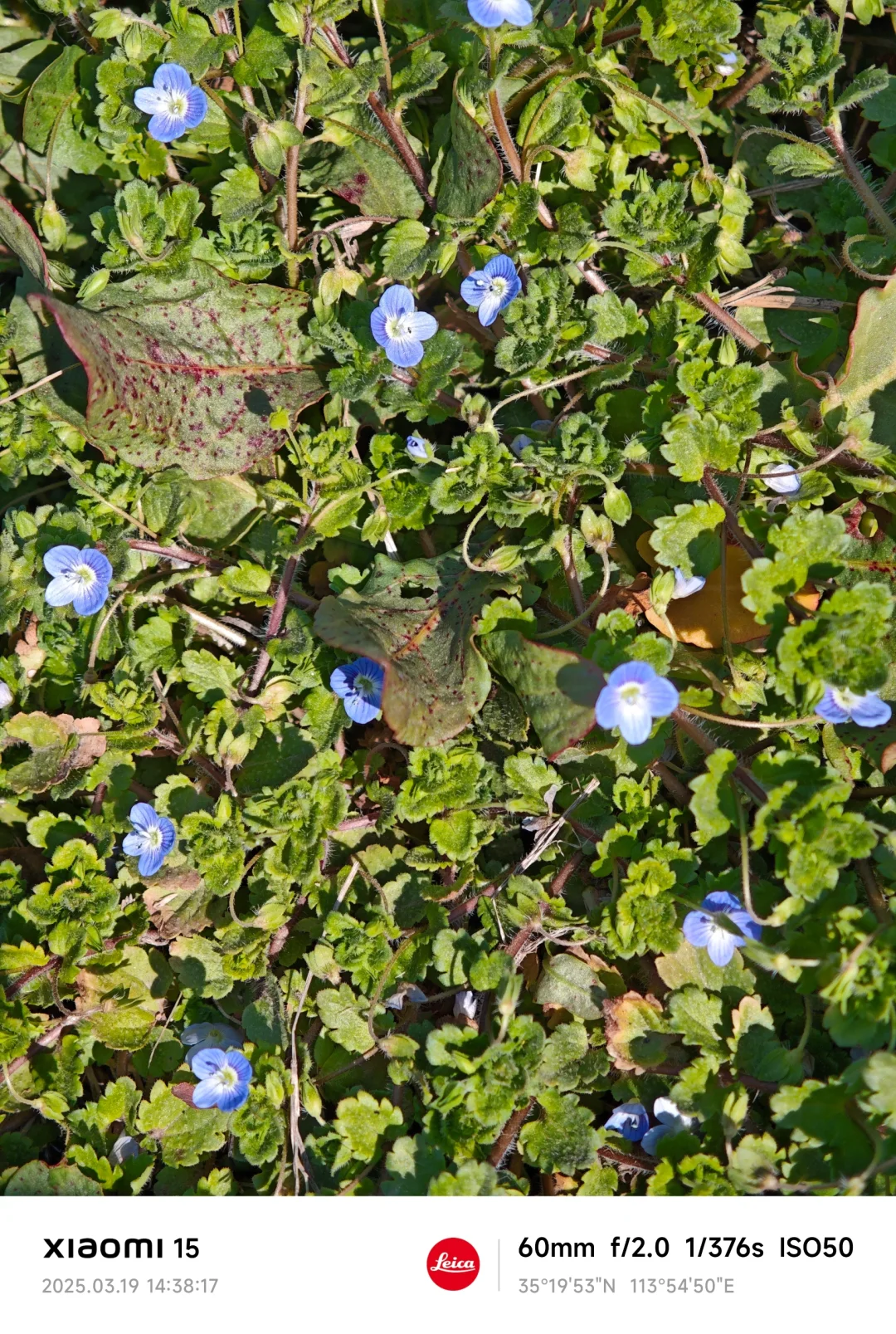 兴安盟的春天有它也会很美🌸