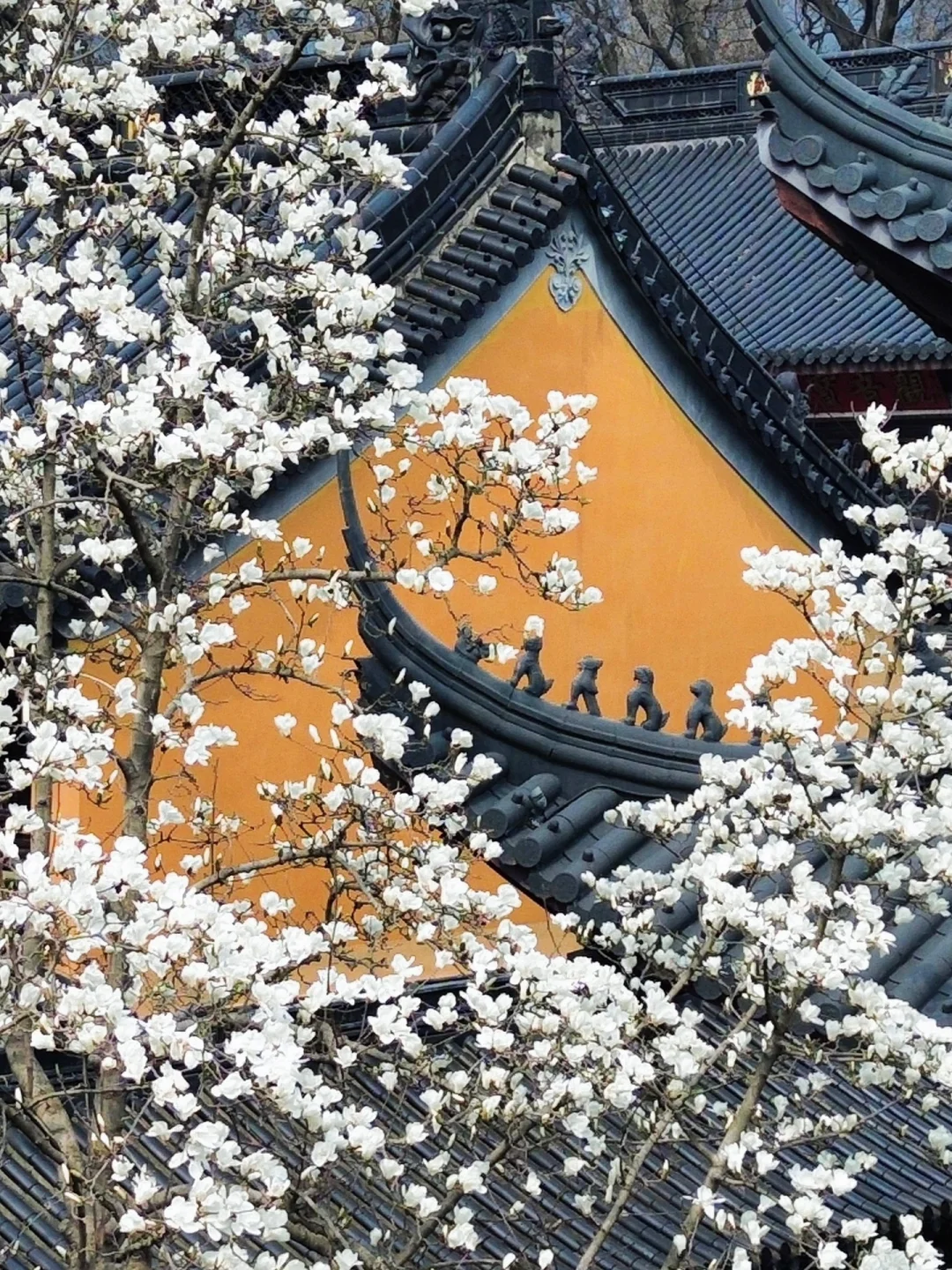 为了这一树“白玉”，去了一趟南京❗️