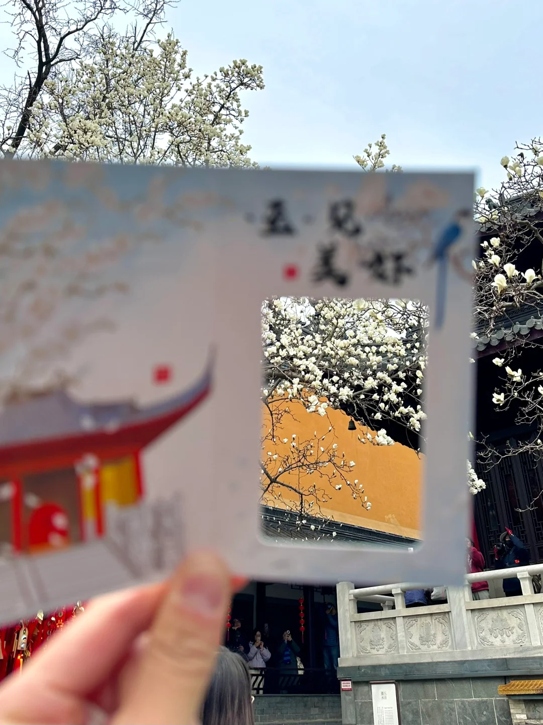 为了这一树“白玉”，去了一趟南京❗️