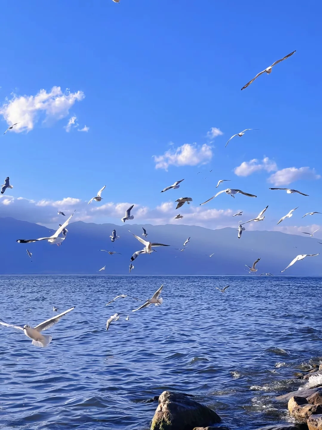 🌸 3月旅行必去！大理春日限定！