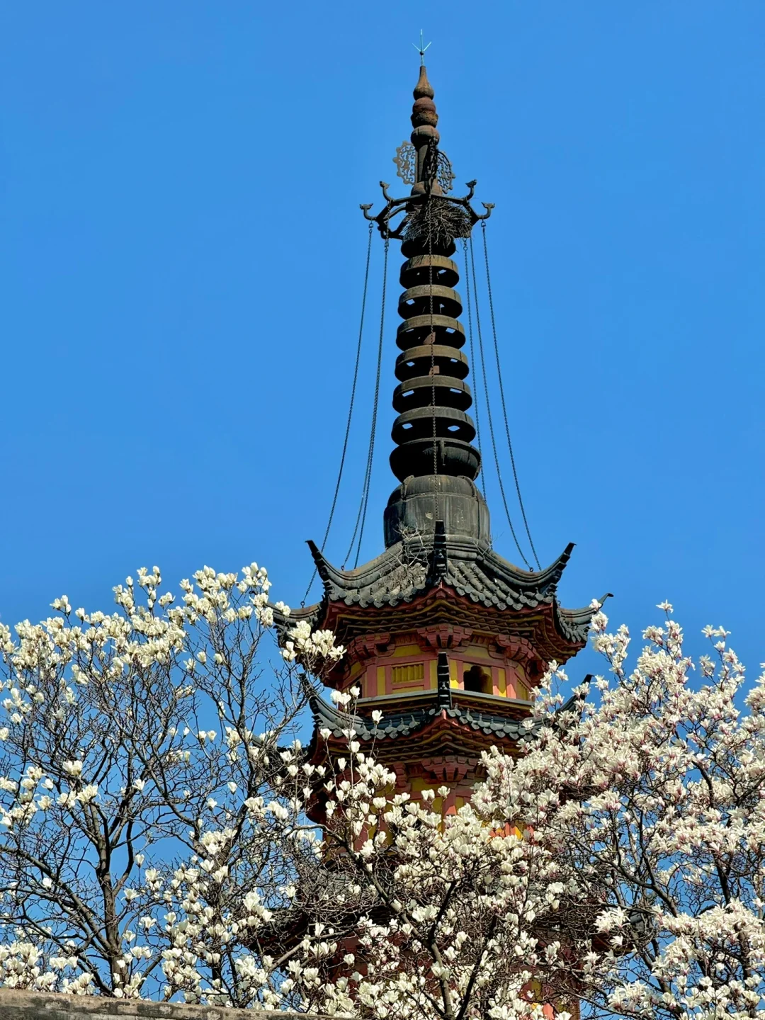 接下来的苏州❗️堪称国内春日旅行天花板
