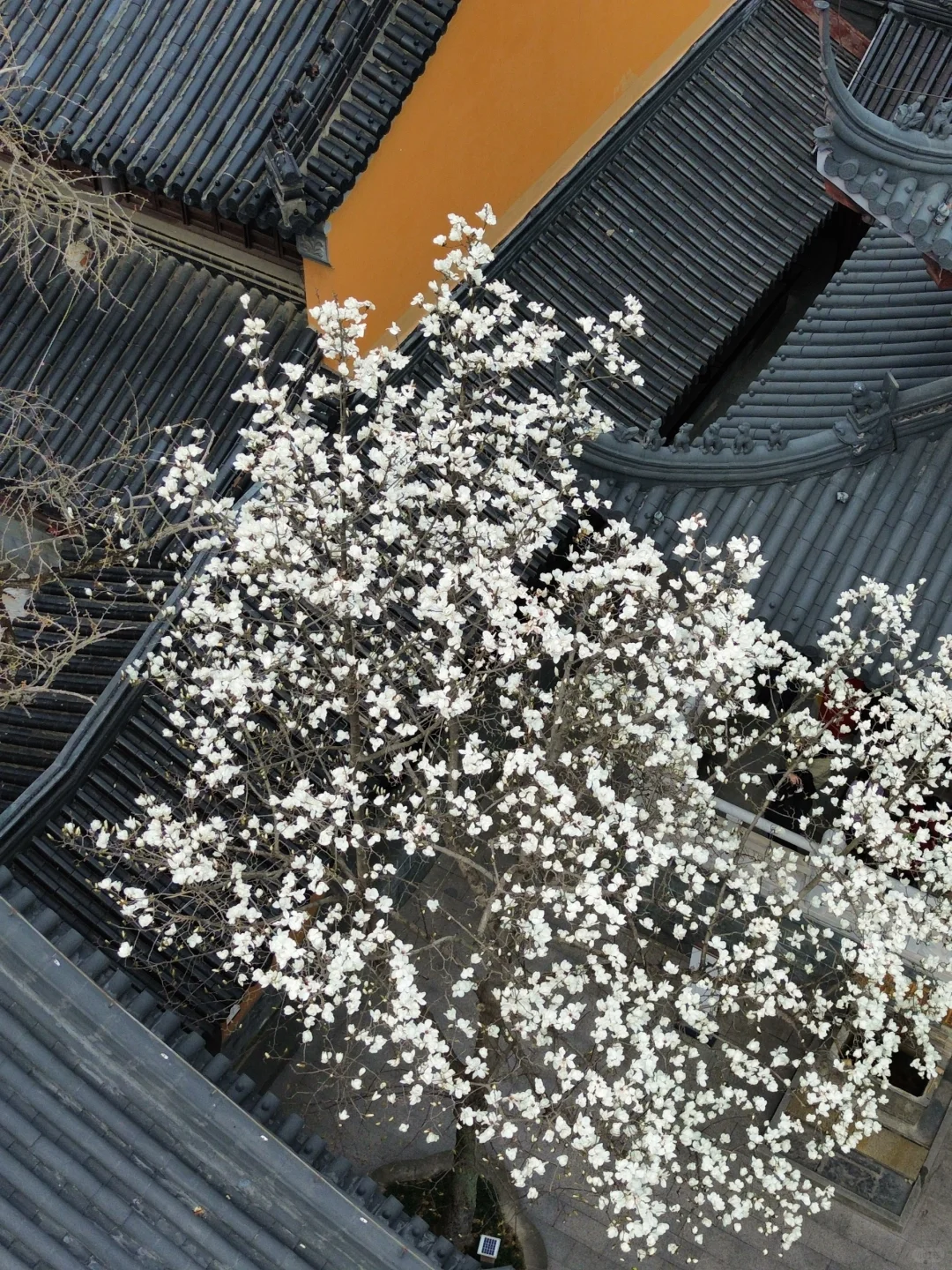 为了这一树“白玉”，去了一趟南京❗️