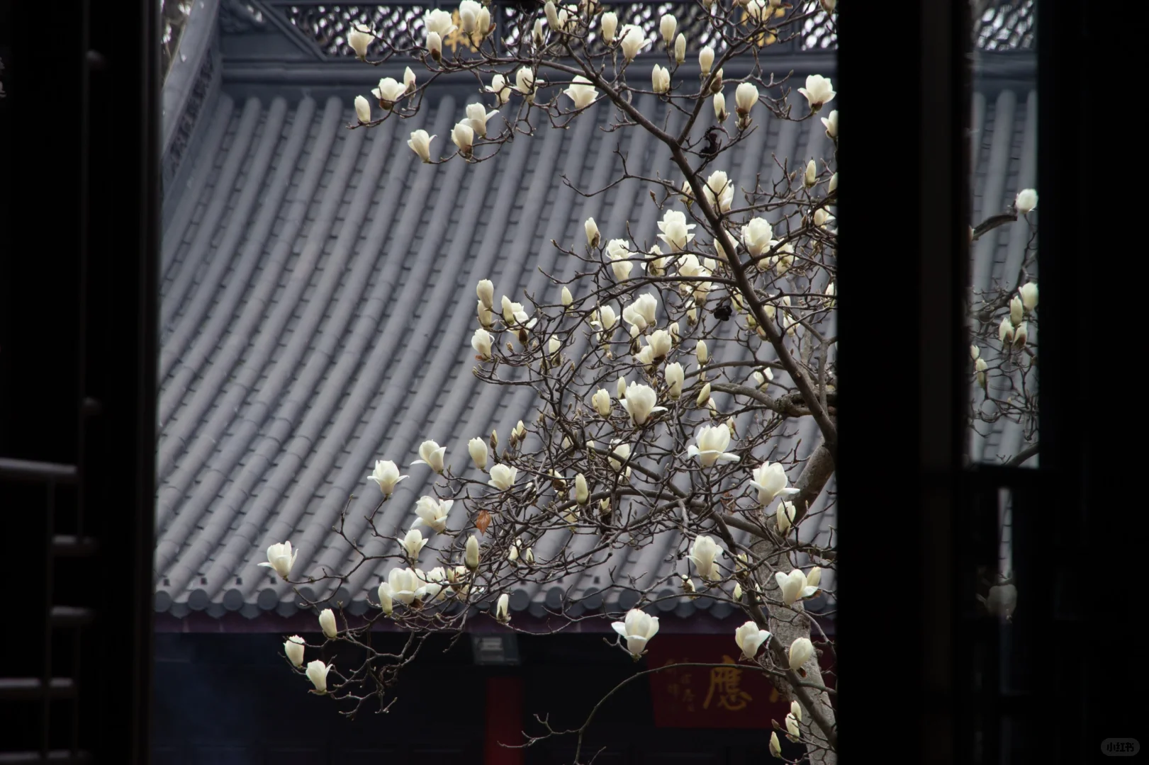 为了这一树“白玉”，去了一趟南京❗️