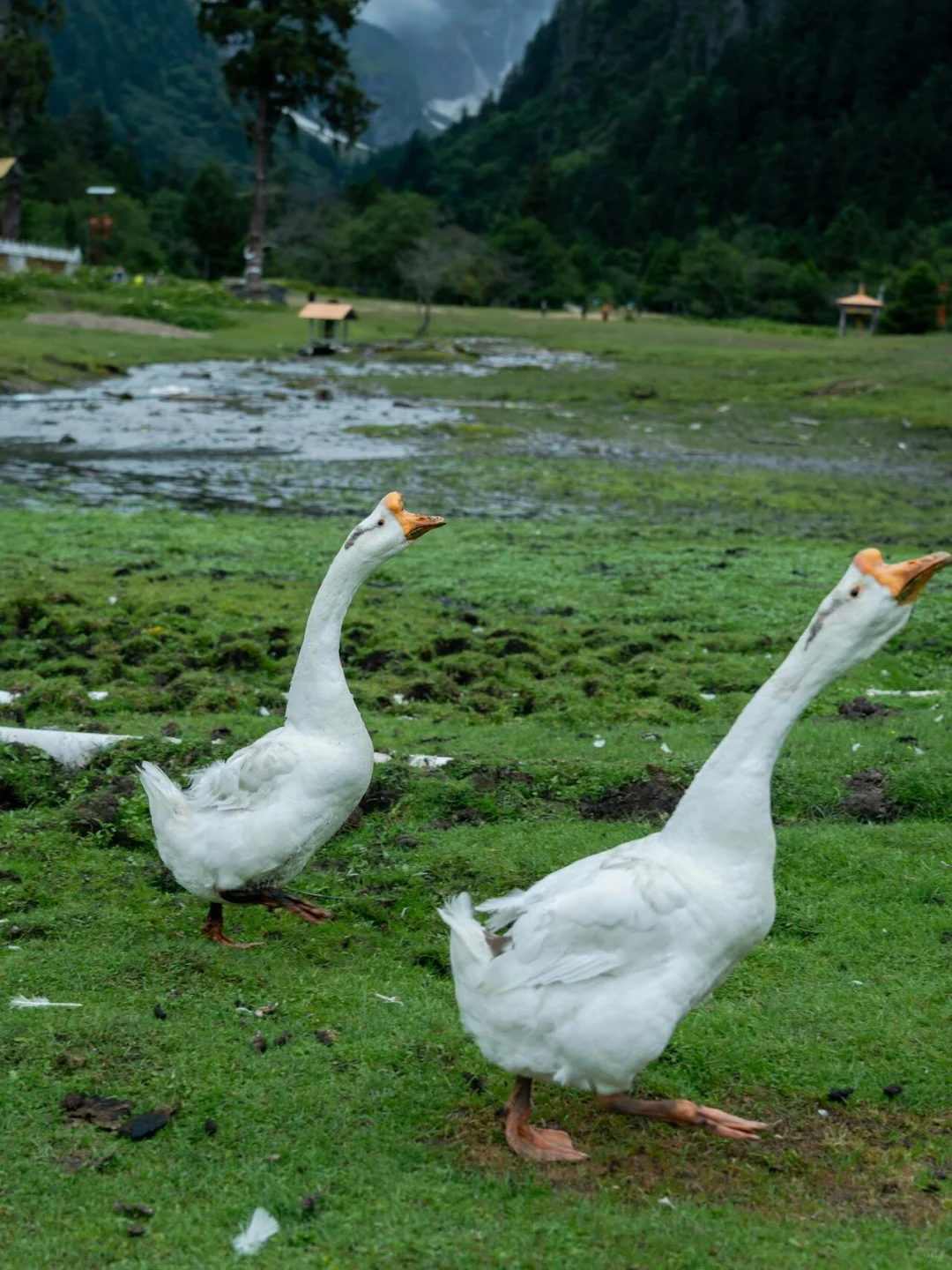 雨崩已回，这里真的只有零次和无数次