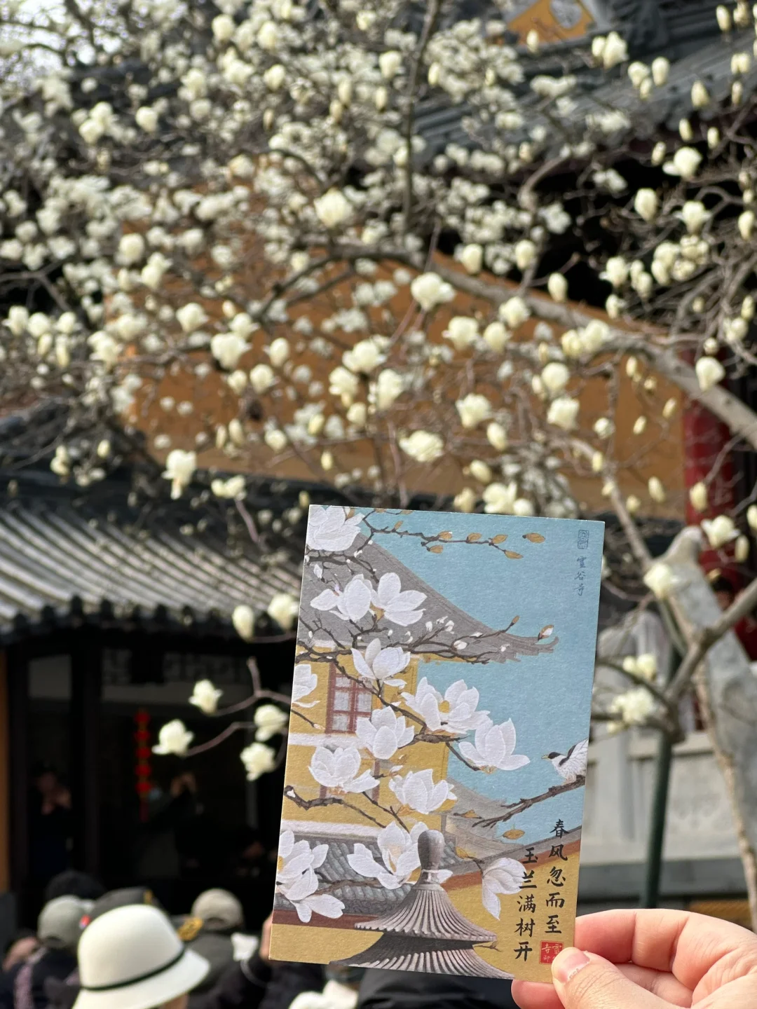 为了这一树“白玉”，去了一趟南京❗️