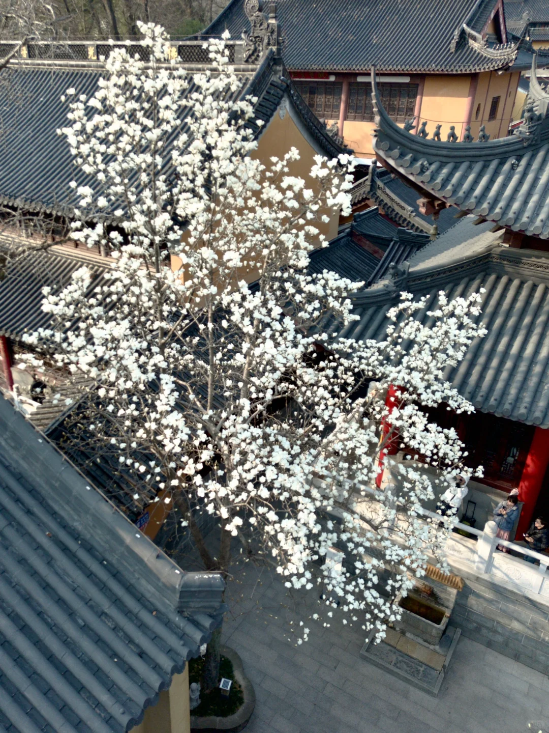 为了这一树“白玉”，去了一趟南京❗️