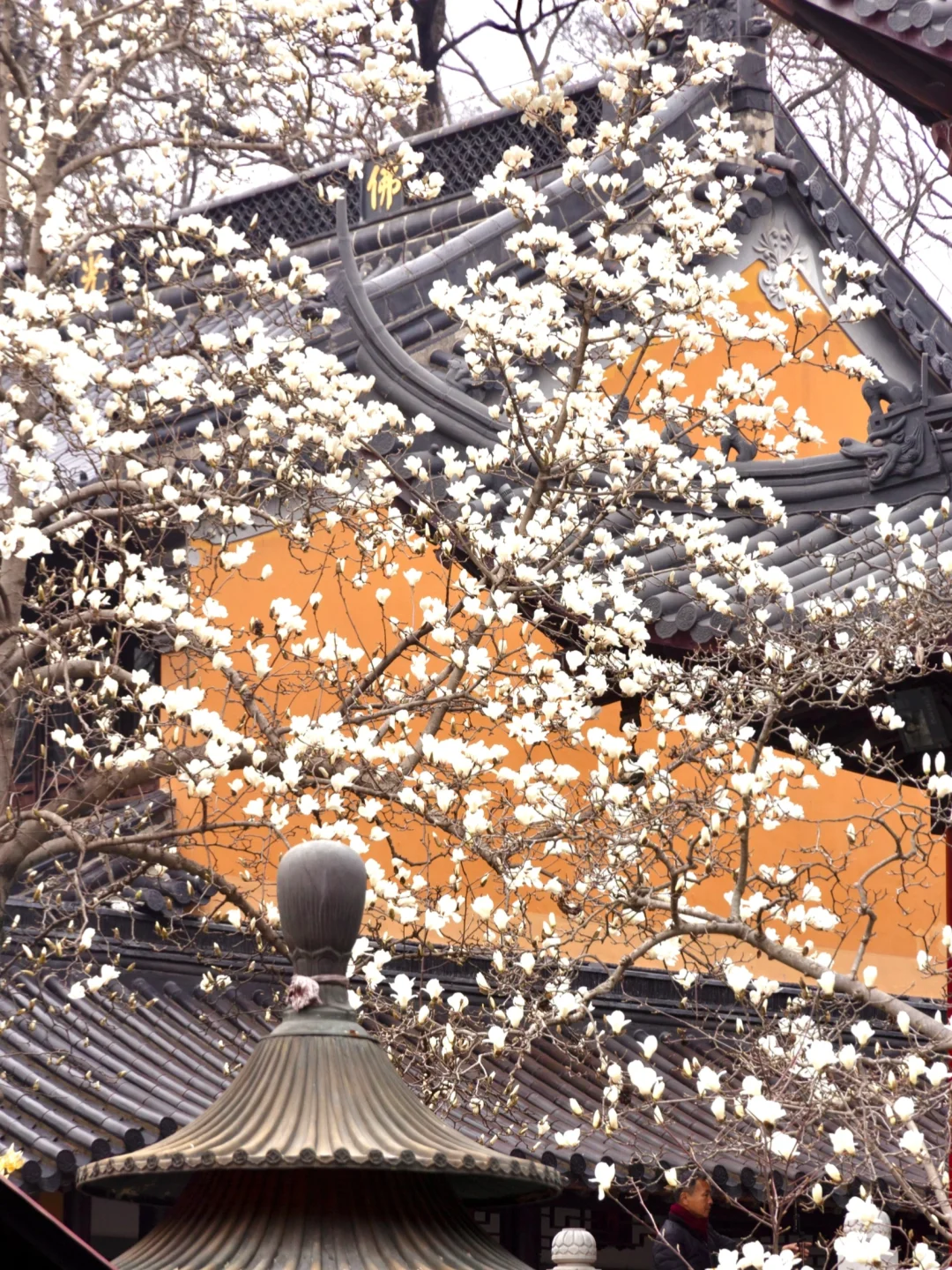 为了这一树“白玉”，去了一趟南京❗️