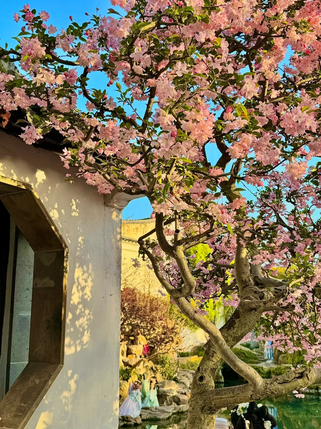 接下来的苏州❗️堪称国内春日旅行天花板