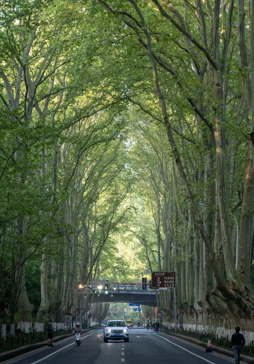 不是京都!是南京🍃美到失语🥹