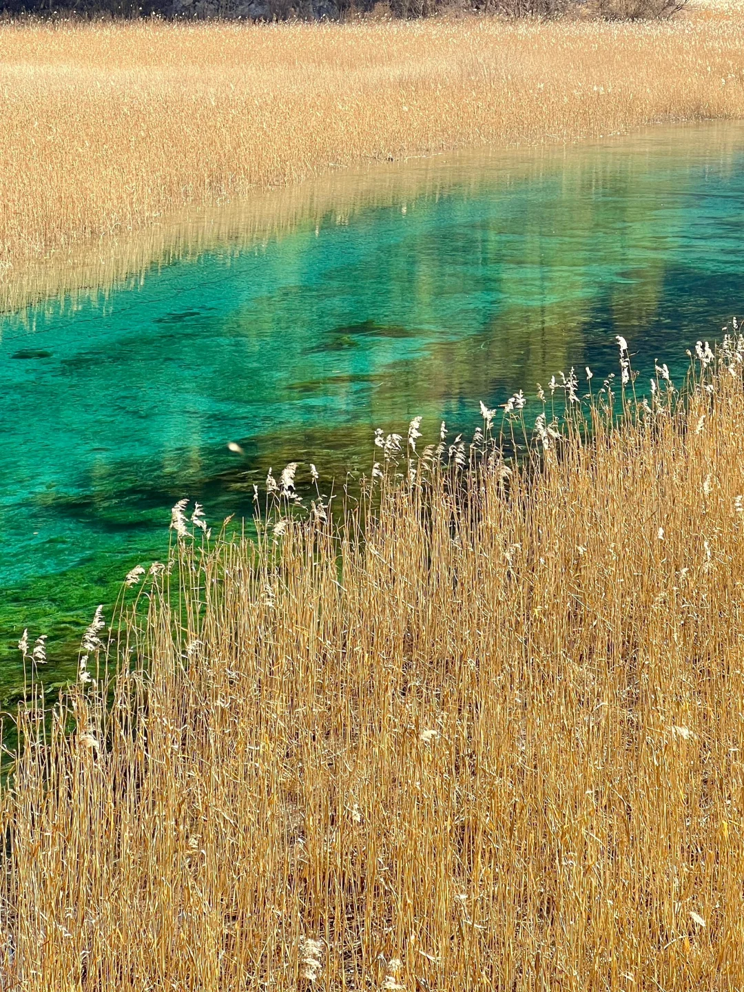 3.14📍九寨沟已回，live实况直出，劝退不了