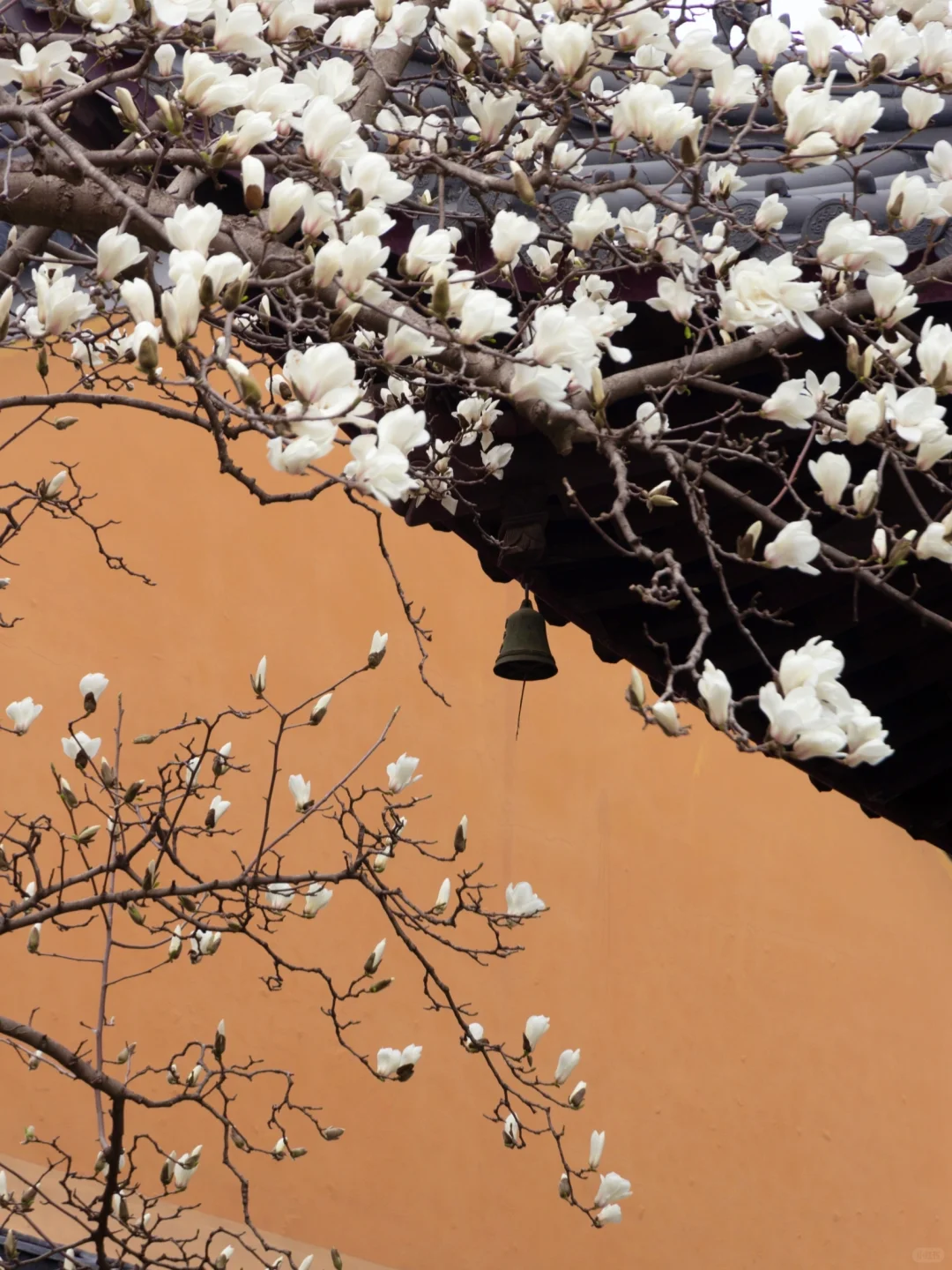 为了这一树“白玉”，去了一趟南京❗️