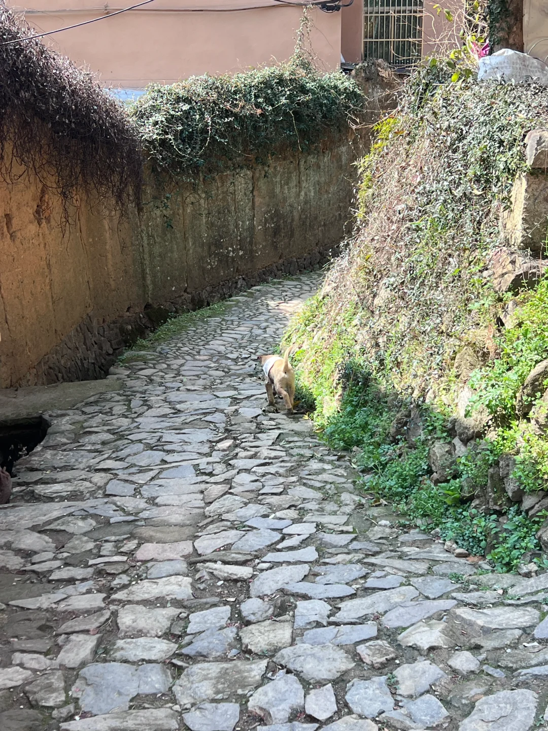 三月松阳,人间仙境