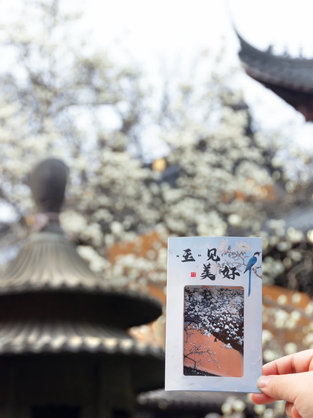 为了这一树“白玉”，去了一趟南京❗️