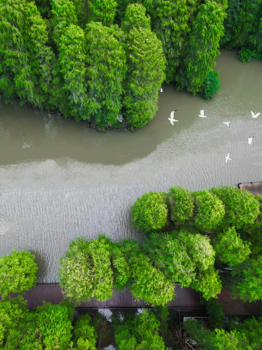 以为扬州真的已经够美了，直到我去了趟兴化