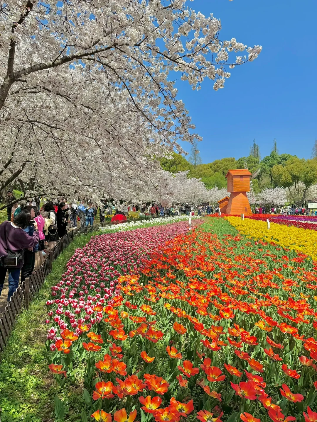 接下来的苏州❗️堪称国内春日旅行天花板