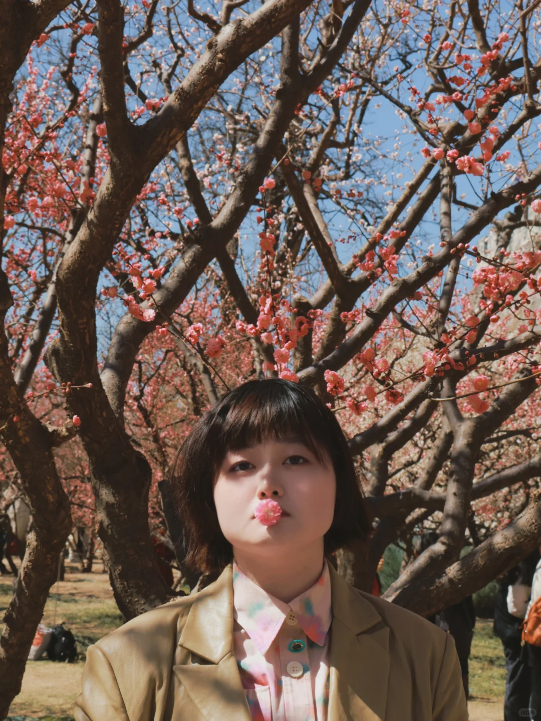 就是说北京的花已经next level了