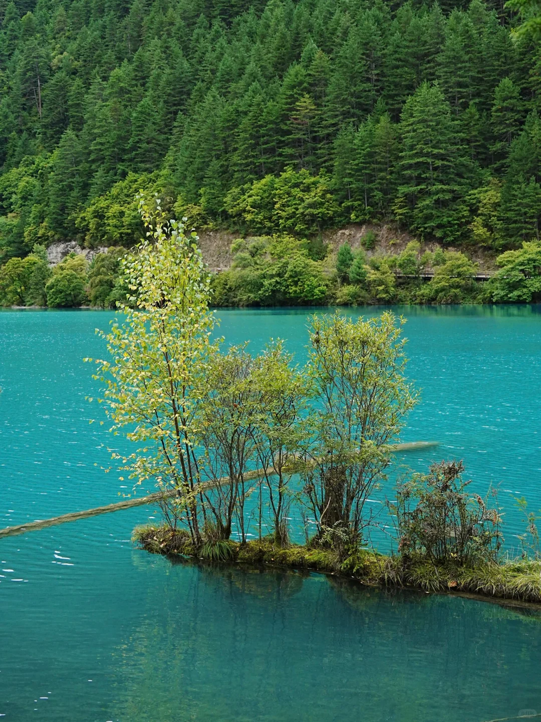 劝退不了一点，你可以永远相信九寨沟的春天