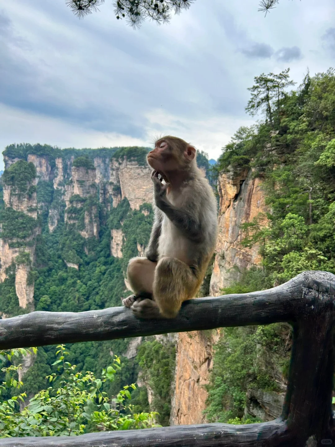 被张家界美到失语！此生必去的人间仙境