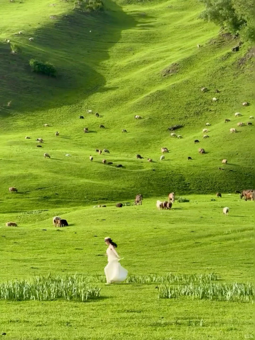 以为新疆伊犁已经够美了！直到我去了……