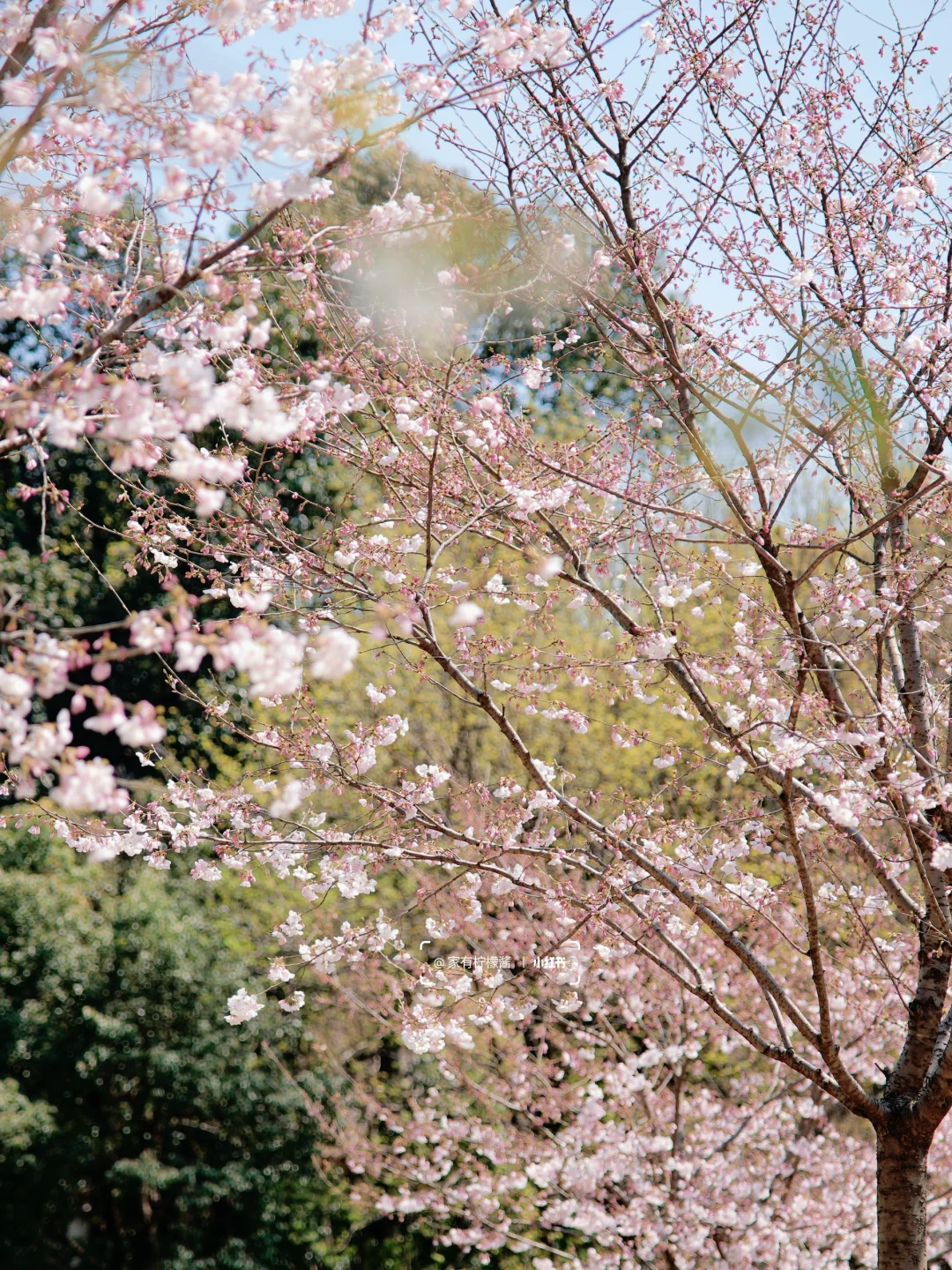 杭州樱花实况播报｜柳浪闻莺开了‼️3.21实拍