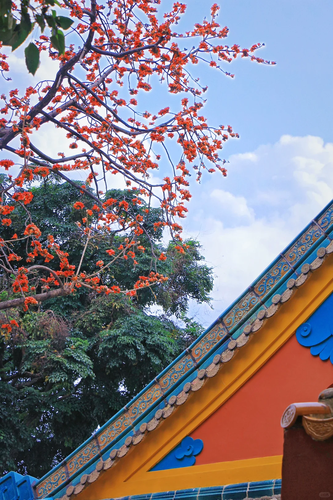 这是一个透过窗户看木棉花开的春天🌺