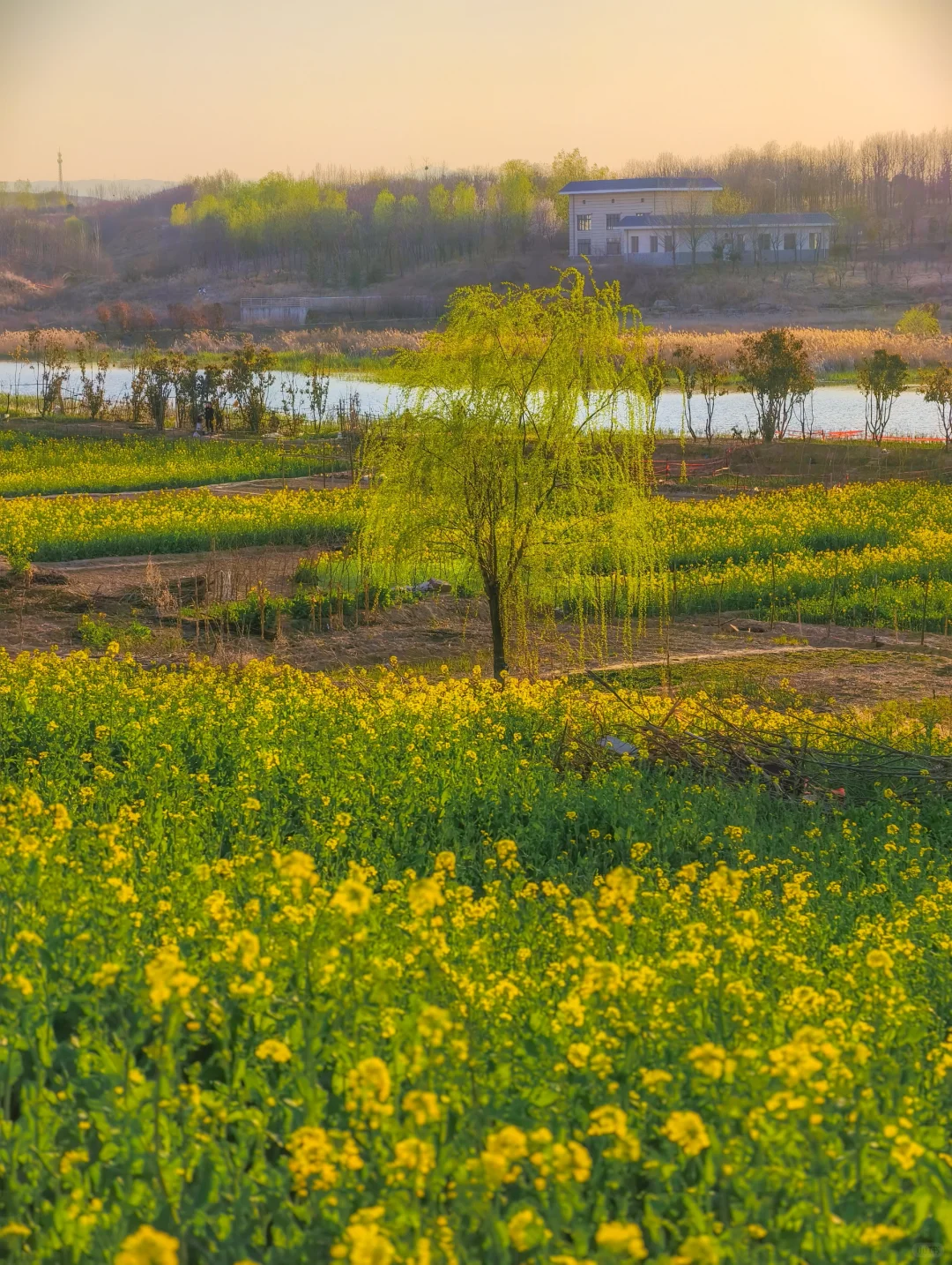 郑州西四环有超大一片的油菜花海！巨美！