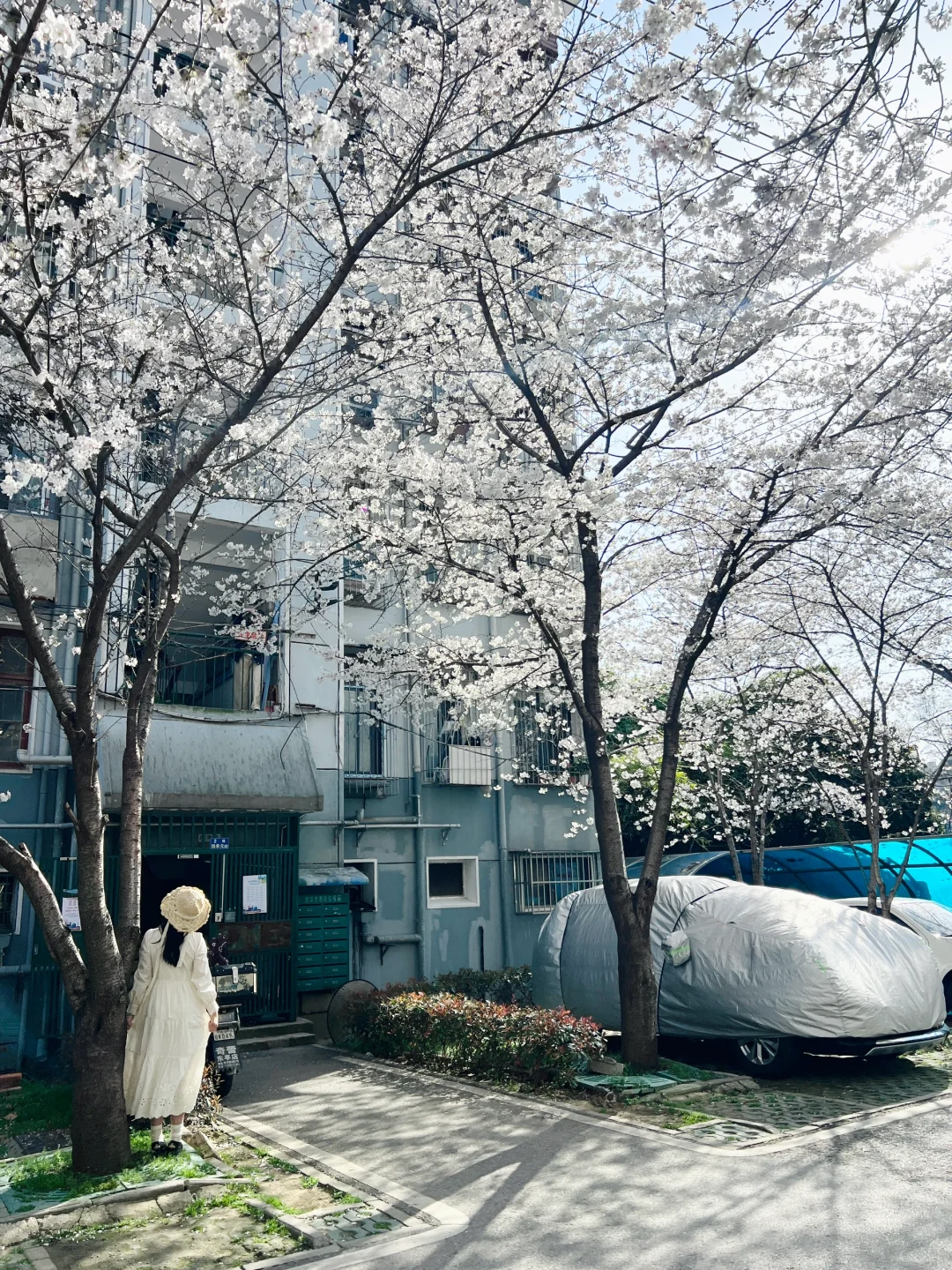 武汉樱花实况播报|这里樱花开成雪(3.21实拍