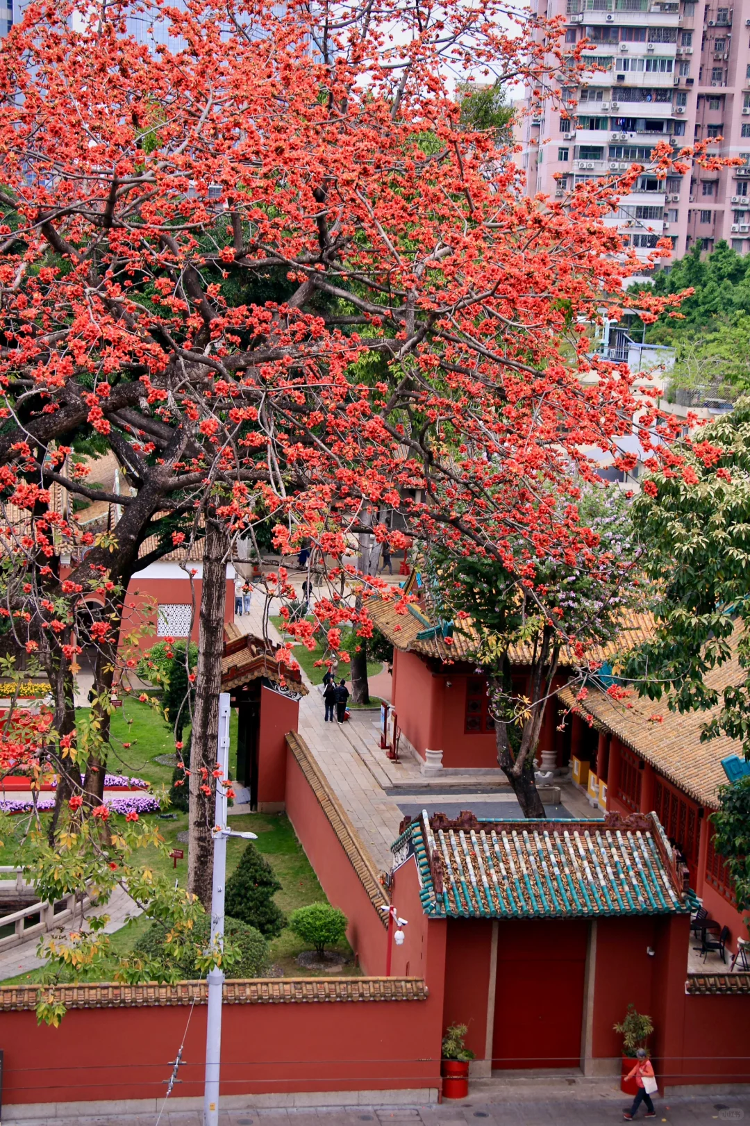 这是一个透过窗户看木棉花开的春天🌺